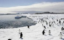 Antarctique: nouvelle réunion sur la création d'un sanctuaire marin