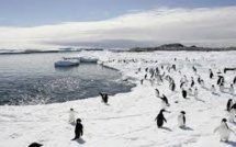 Antarctique: nouvelle réunion sur la création d'un sanctuaire marin