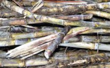 Electricité/outre-mer: le gouvernement renforce le soutien public à la biomasse