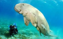 Méconnu et menacé, le dugong est surveillé de près en Nouvelle-Calédonie