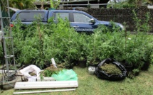 Moorea : 600 pieds de paka, près de 3 kilos d'herbe et 2 590 graines saisies par les gendarmes