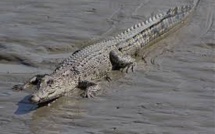 Selon une étude australienne, le crocodile marin ne dort que d'un œil