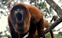 Cent ans après, des singes hurleurs reviennent dans la forêt de Rio