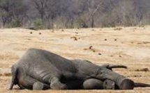 Encore 22 éléphants empoisonnés au Zimbabwe