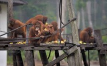 Indonésie: des orangs-outans affamés et malades fuient les feux de forêts