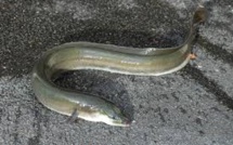 Migration mystérieuse des anguilles: l'une d'elles s'est fait pincer