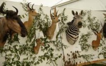 Bardot demande à Royal d'interdire l'importation des trophées de chasse