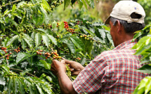 Colombie : la sécheresse menace l'un des meilleurs cafés du monde