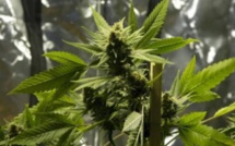 L'Uruguay produira six à dix tonnes de cannabis par an