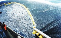 Des espèces de poissons de la mer de Chine méridionale en voie d'extinction