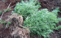 Le pakaculteur reconnaît vivre de son trafic depuis deux ans : 3 mois ferme