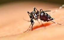 Nîmes: une étude de santé publique lancée après sept cas de dengue cet été