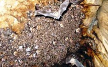 Dans le Doubs, des scientifiques exhument les déjections passées des chauves-souris