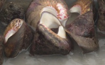 La pêche aux trocas est ouverte jusqu'au 30 novembre