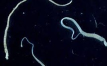 Premier cas connu de cancer du ver solitaire transmis à l'homme