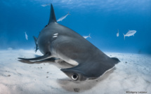 " Interagir avec les dauphins sauvages de Rangiroa est exceptionnel"