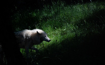 L'Etat autorise à abattre jusqu'à 192 loups en 2025, pas assez pour les éleveurs