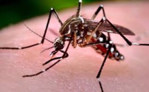 Les porteurs sains de la dengue transmettent le virus aux moustiques