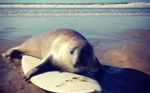 Relâcher de « You » : le phoque retrouve les siens dans une colonie en Iroise