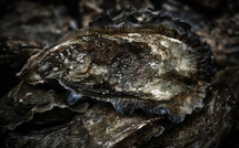 Bassin d'Arcachon: un an après la pollution, la filière ostréicole peine à se relever