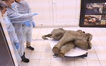 La Russie expose un petit mammouth quasi intact de 50.000 ans