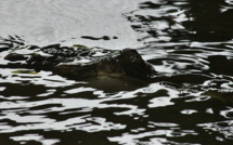 Indonésie: en plus des crocodiles, des piranhas et des tigres pour garder une prison