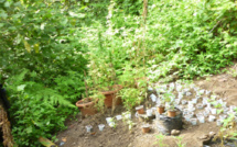 100 litres de komo et du paka saisis dans une maison de Papara