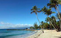 En Guadeloupe, les cocotiers doublement menacés