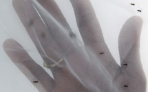 Brésil : lien "probable" entre le zika et les cas de microcéphalie