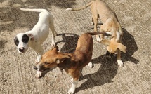 Bien-être animal : “Nous avons hâte que le comité soit à nouveau réuni !”