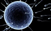 Mais pourquoi les gros animaux fabriquent des plus petits spermatozoïdes ?