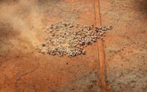 Veto de l'Australie au rachat de 2,5% de ses terres agricoles par les Chinois