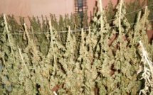 Le pakaculteur encaissait plus de 300 000 Fcfp par mois de la revente de ses plants