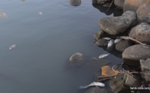 Hécatombe dans la rivière Papeava