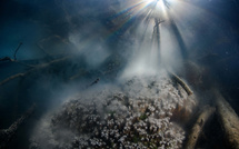 Les Polynésiens invités à participer à la plus grande observation de ponte synchronisée de coraux