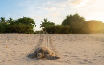 À la mi-saison de ponte, près de 1500 bébés tortues ont déjà rejoint l'océan à Tetiaroa