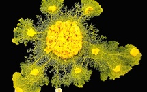 Blob, l’incroyable parcours d’un organisme unicellulaire