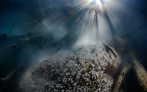 “Connected by the Reef” : la Polynésie mobilise le monde