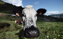 En Chine, une usine géante va cloner vaches et chiens, les internautes s'inquiètent
