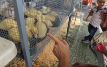 Le marché du terroir c'est samedi à Mamao