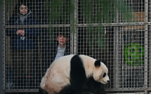 Dans un zoo américain, pandas affamés recherchent bambou désespérement