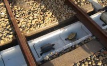 Les cheminots du Japon au secours des tortues téméraires