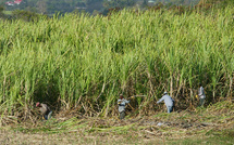 Le monde de l'entrepreneuriat guadeloupéen fait les yeux doux au continent africain