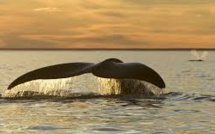 Les baleines face au fléau du réchauffement climatique
