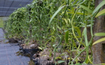 Pourquoi la vanille de Tahiti est-elle si chère ?