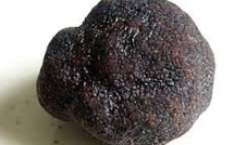 Une truffe géante de Charente en colis express pour l'Elysée