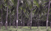 Cocotiers : la solution et le poison