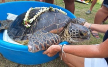 ​Tohonu retrouve l’océan à Taharu’u
