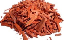 La Nouvelle-Calédonie interdit les exportations de bois de santal brut