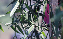 La CTC recommande la fermeture de l’Épic Vanille